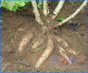 进口泰国胡志明木薯淀粉 食品贸易公司的战略选择与市场机遇